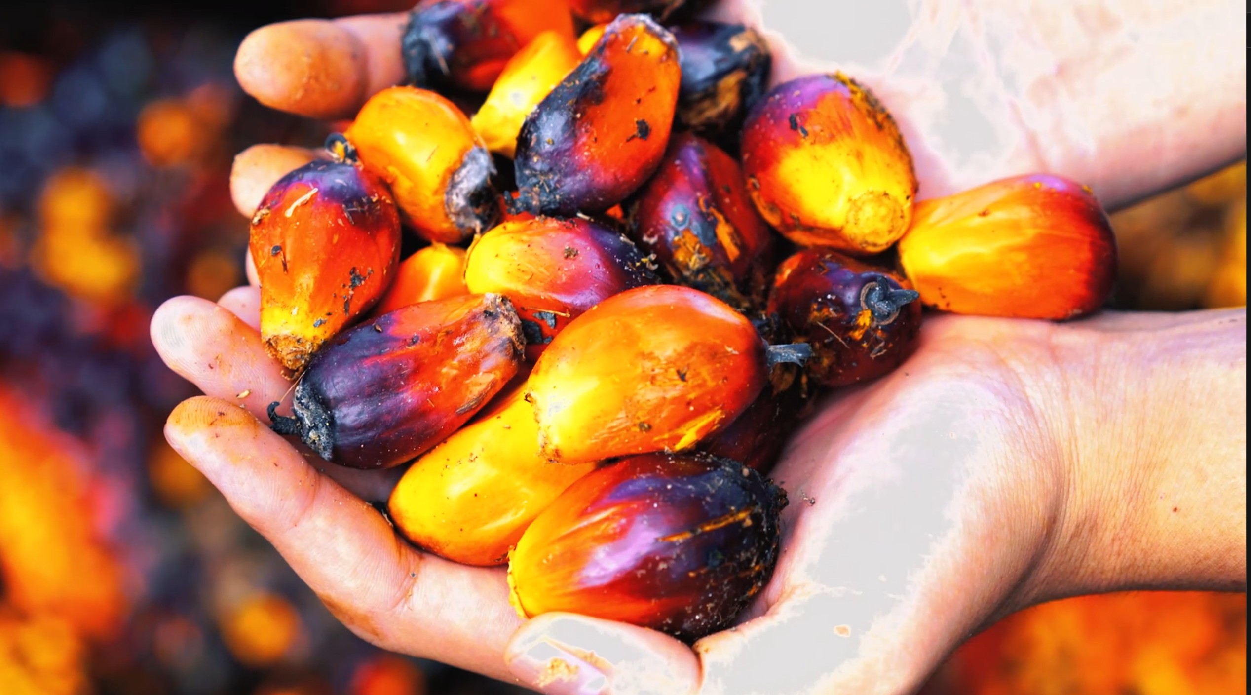Brondolan kelapa sawit hasil perkebunan PT Inti Agro Makmur