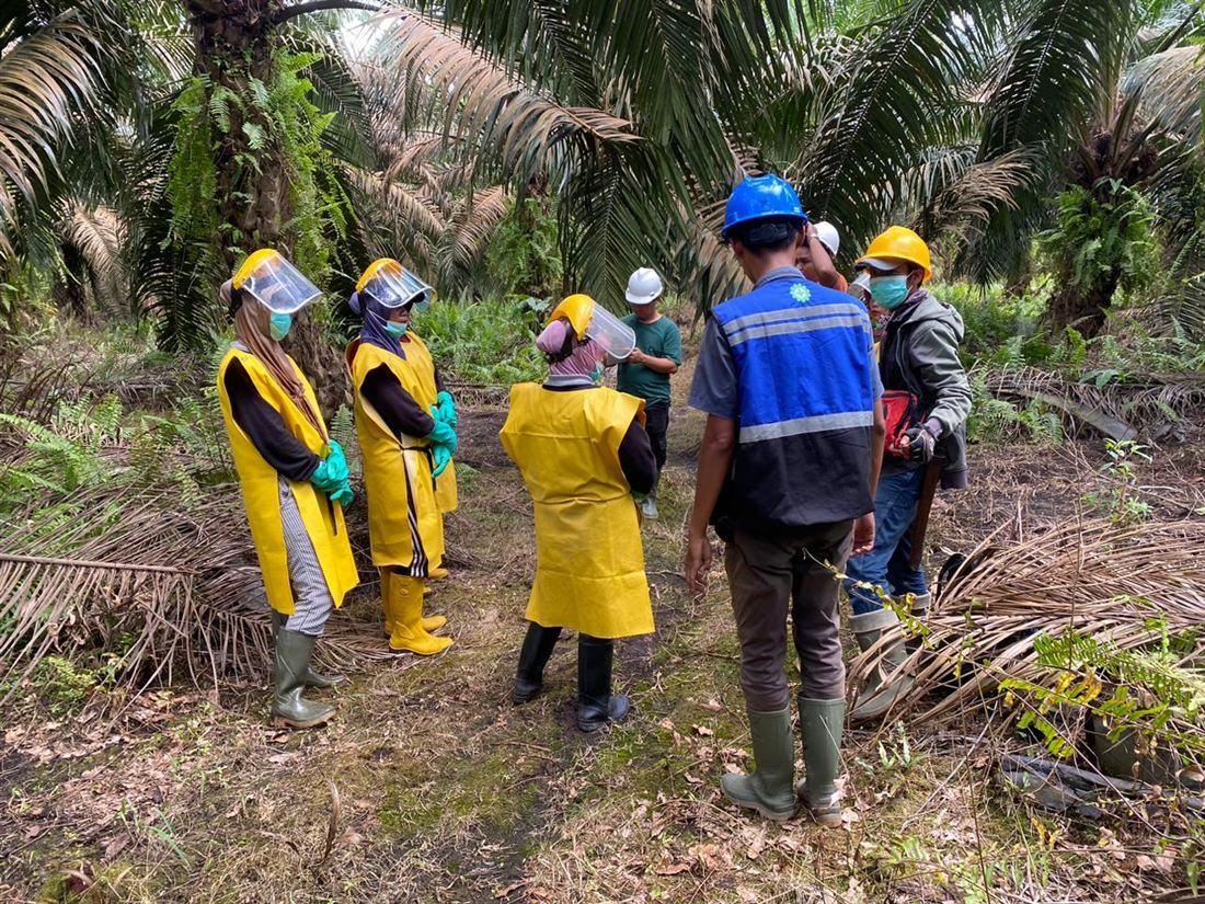 Proses audit lapangan sertifikasi ISPO