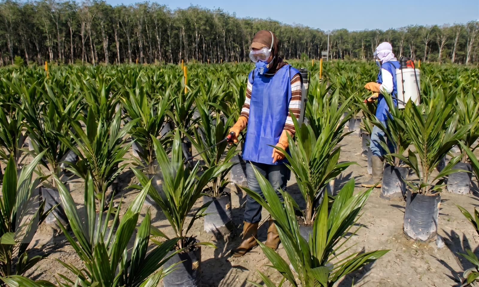Pembibitan (nursery) kelapa sawit
