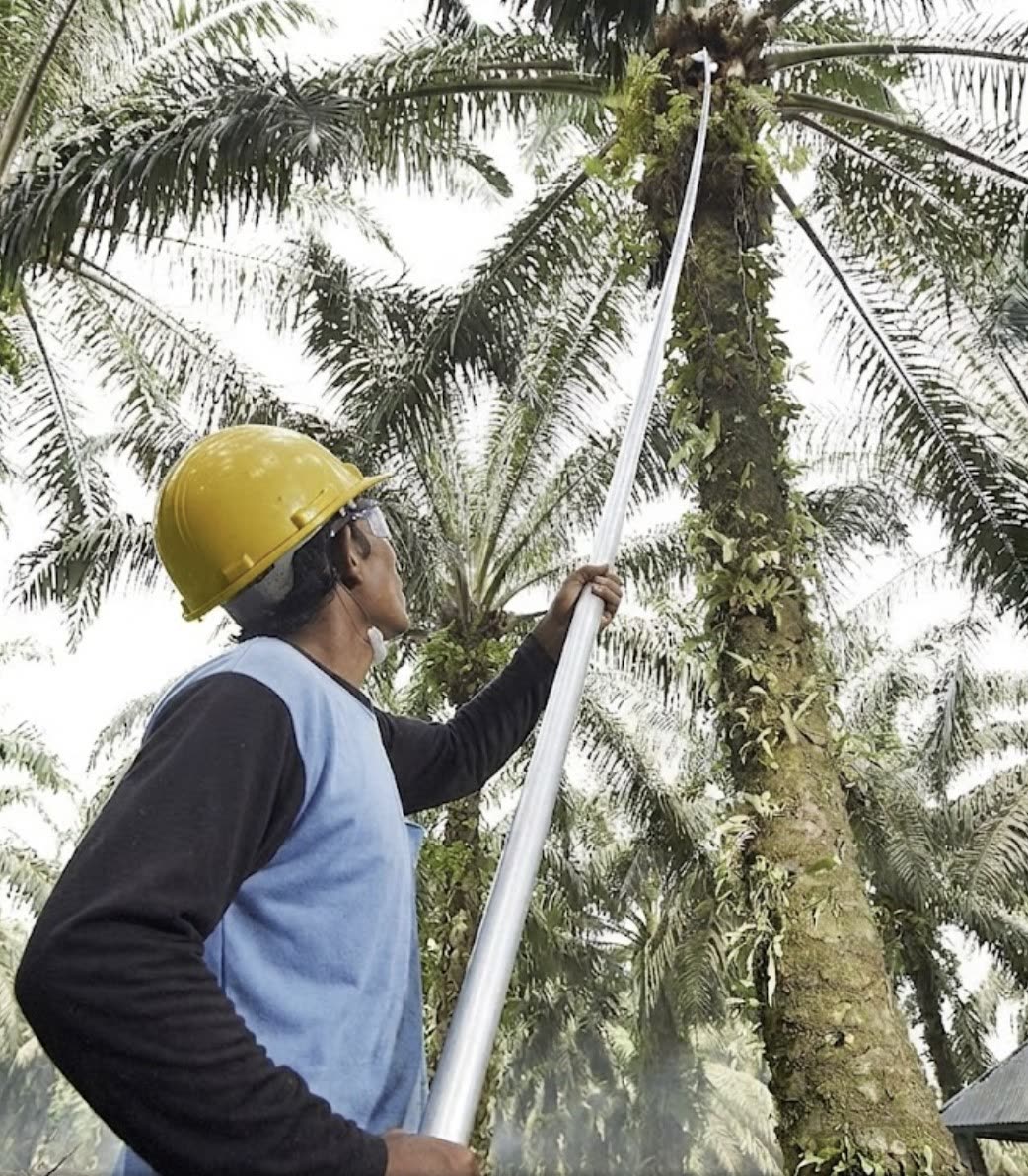Proses panen kelapa sawit menggunakan egrek